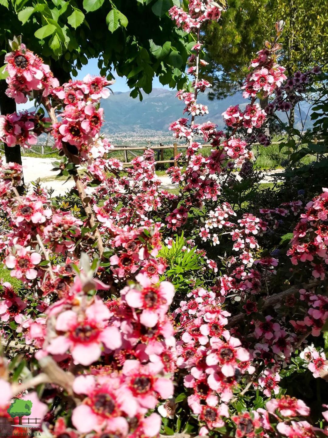 La Staccionata Villa Arpino Eksteriør billede
